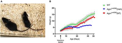 Modulation of the Acetylcholine Receptor Clustering Pathway Improves Neuromuscular Junction Structure and Muscle Strength in a Mouse Model of Congenital Myasthenic Syndrome